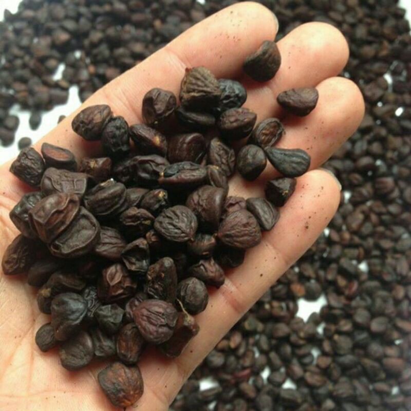 Sỉ giá gốc hạt dổi nếp rừng