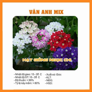 Hạt Giống Hoa Vân Anh (Cúc Indo) - 50 Hạt