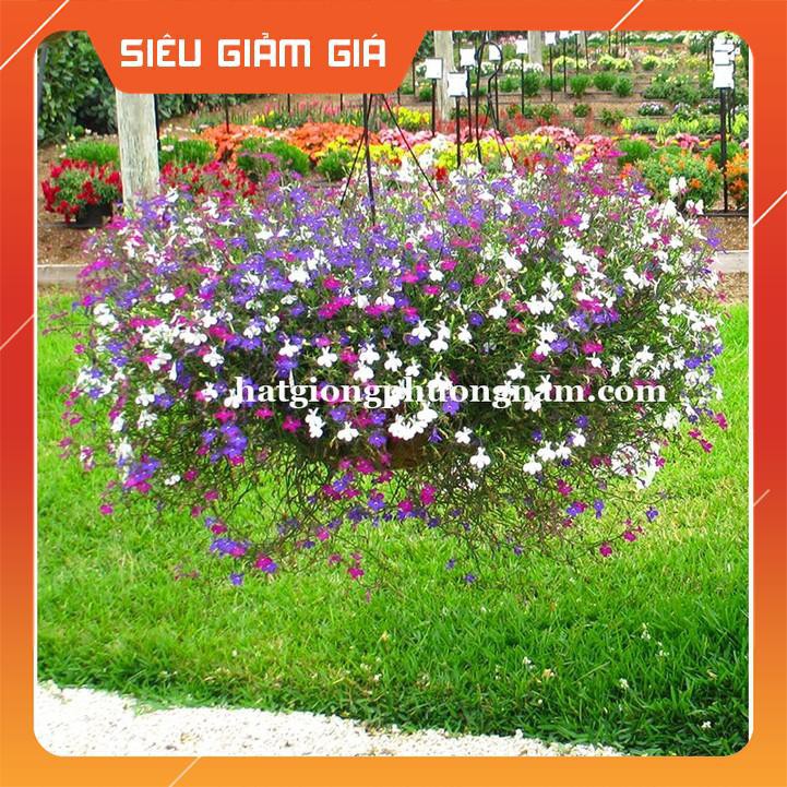 HẠT GIỐNG HOA LOBELIA RŨ [Giá Hủy Diệt]