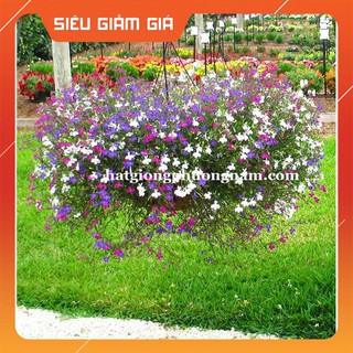 Hạt giống hoa lobelia rũ