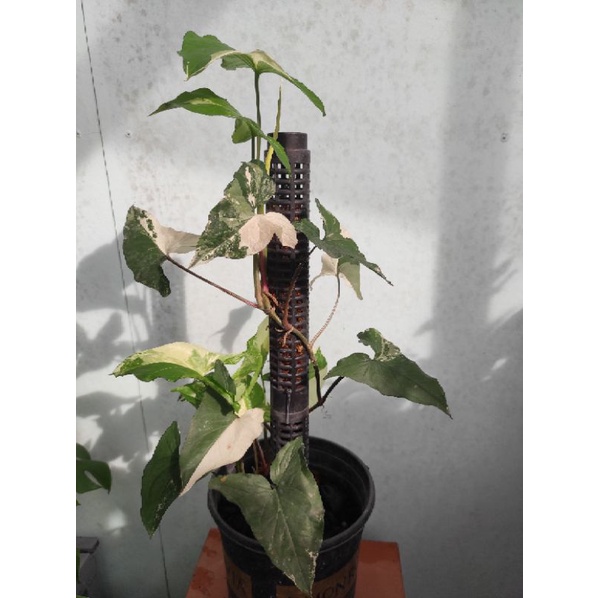 Đất trộn trồng cây, giá thể kiểng lá.