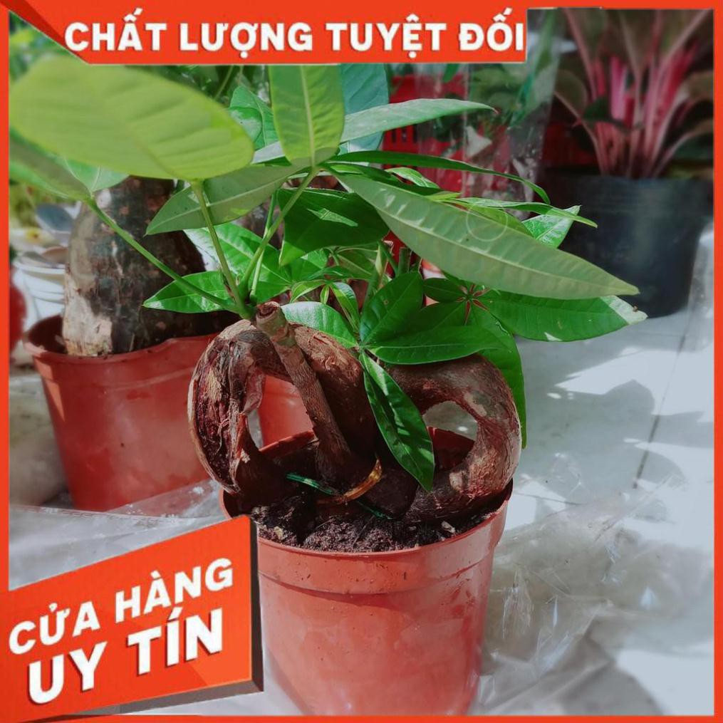 Kim ngân nơ Nhiều Người Mua