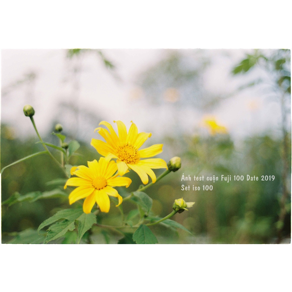 Film Fuji 100 Nội Địa Nhật - out date - Fuji 100 /400