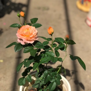 Tezza cam cam cá hồi xinh, siêu thơm