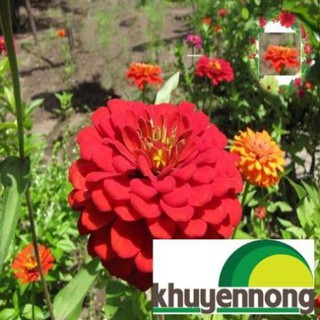 40 Hạt giống hoa cúc ngũ sắc ( cúc lá nhám)