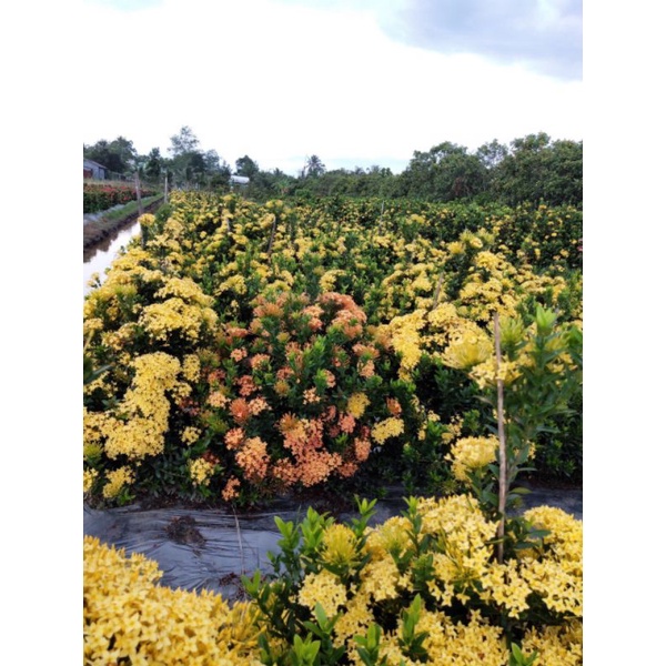 cây giống bông trang(mẫu đơn)