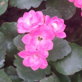 Cây giống sống đời kép nhiều màu