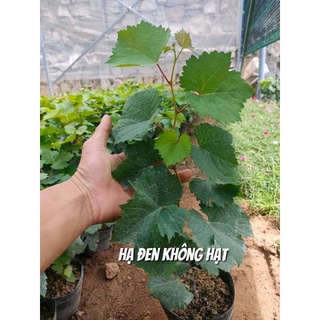 Cây Nho Hạ Đen