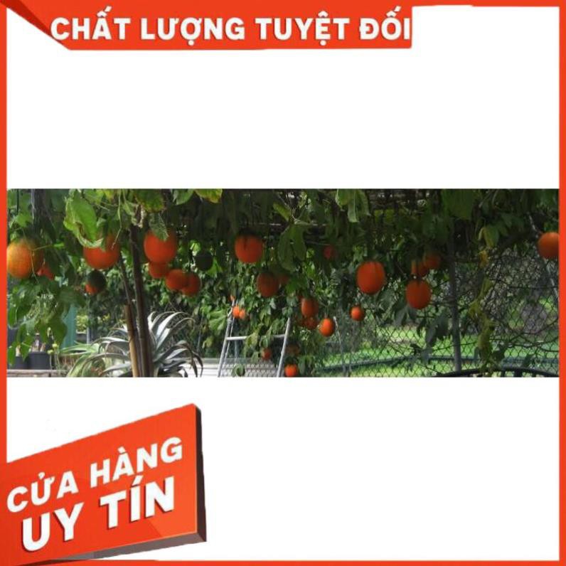 Dầu gấc nhà làm nguyên chất 100%