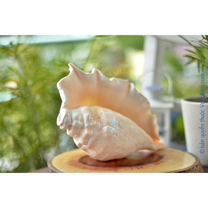 Kèn tù và – ốc tai be