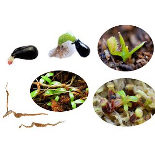 Hạt giống Bẫy Kẹp Flytrap, CÂY BẮT MỒI, CÂY BẮT RUỒI côn trùng dễ trồng