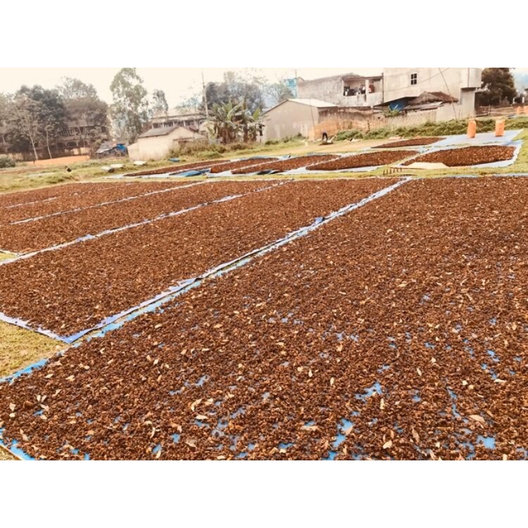 Hoa Hồi Khô - Đại Hồi Hương Cao Bằng 100G Sạch, Thơm Phức Hàng Loại 1