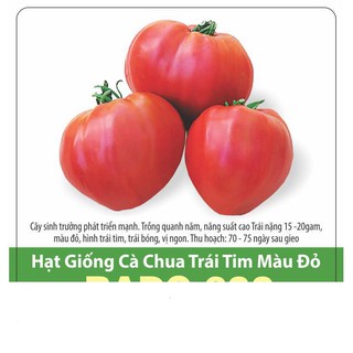Hạt giống Cà Chua Trái Tim Đỏ