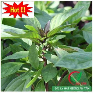 Hạt Giống Rau Húng Quế 2g