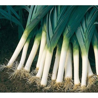 HẠT GIỐNG TỎI TÂY KHỔNG LỒ