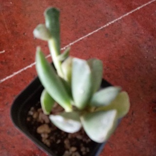 Cây thạch bích đốm lá nhăn