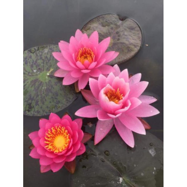 Củ hoa súng thái mini