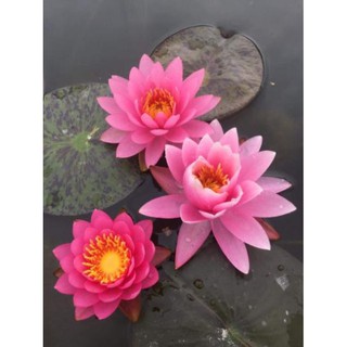 Củ hoa súng thái mini