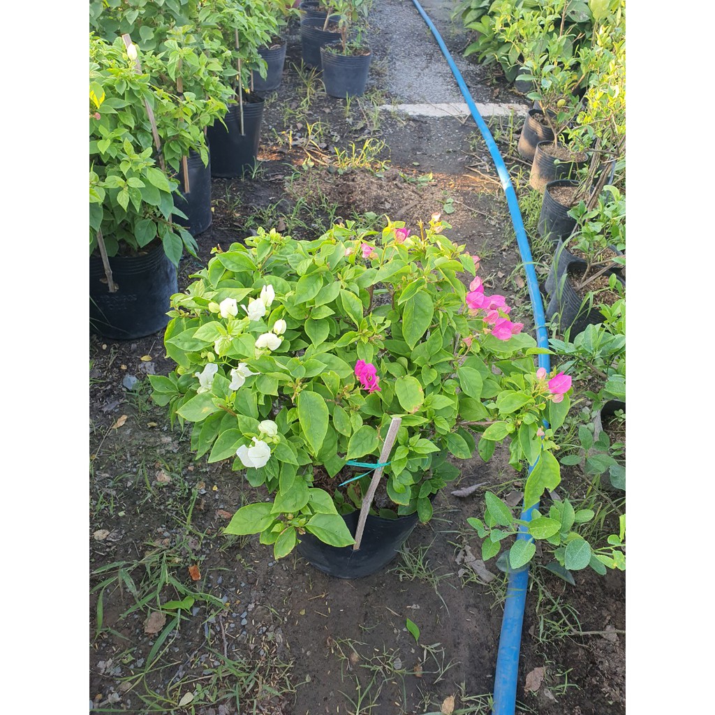 Hoa giấy thường 2 màu