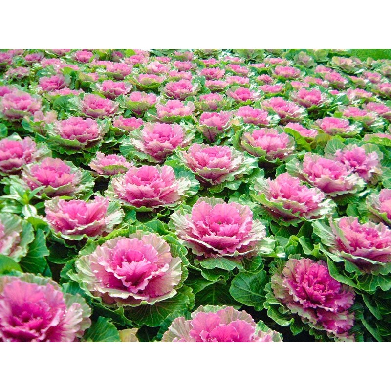 Hạt Giống Cải Bắp, Cải Sa Mạc Hoa Hồng Mix Nhiều Màu | SL: 30 HẠT