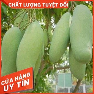 Cây Giống Xoài Thái Lan Quả To Cây Ghép Nhanh Cho Quả
