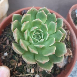 Thuần nóng. Rubi xanh