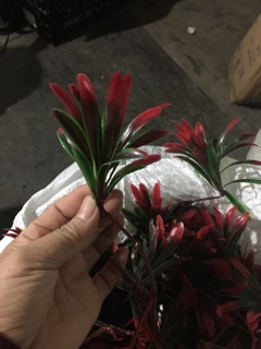 Hoa lá điểm