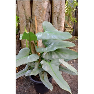 Cây kiếm bạc Philodendron Hastatum
