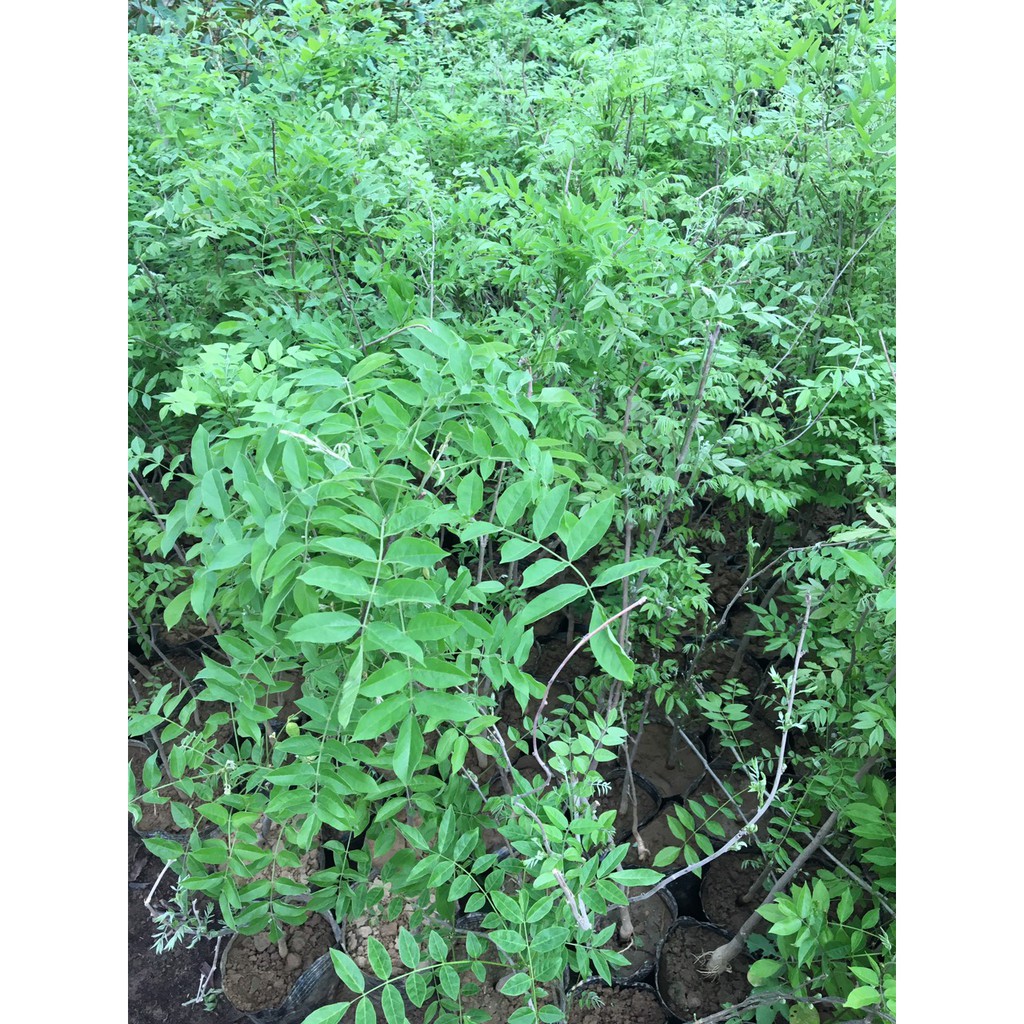 Cây giống tử đằng thân gỗ - cây cao 50-70cm - Bé Mầm Shop 1️⃣1️⃣