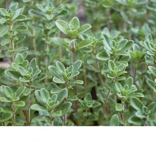 Hạt Giống Rau Thơm Xạ Hương Thyme 0.01gr