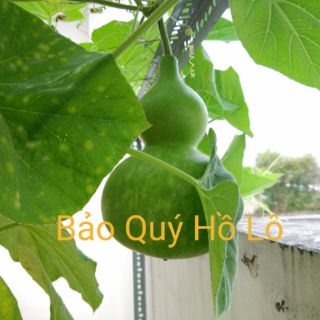 10 hạt Bầu Hồ Lô