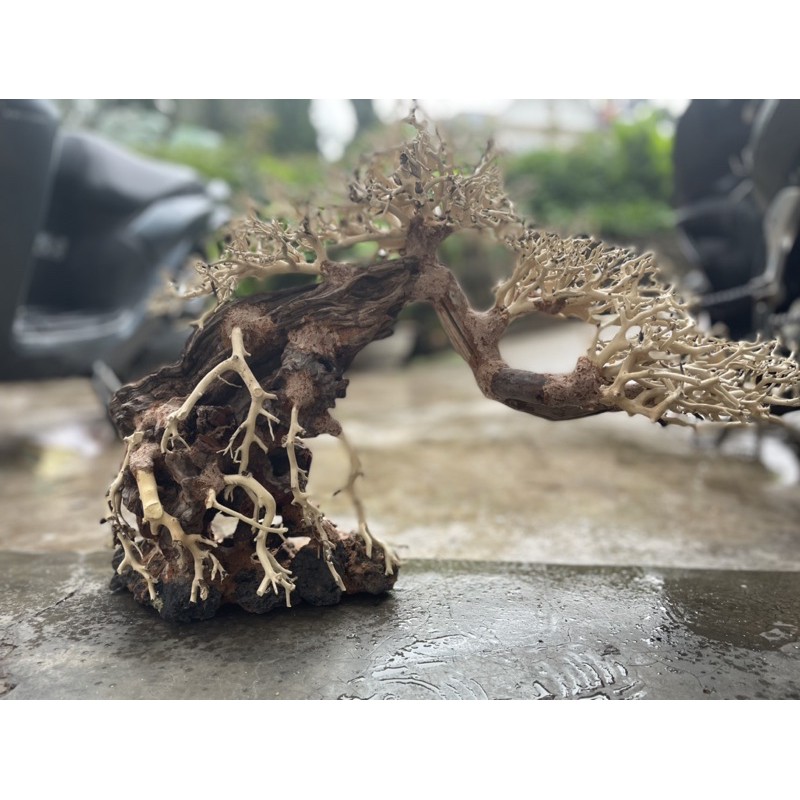 Lũa bonsai tiêu chuẩn 40x50cm