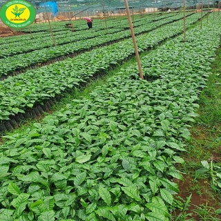 Cây Cà Phê ARABICA Giống Chuẩn
