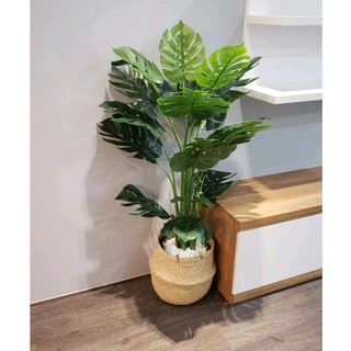 Cây lá rùa phong thủy trang trí nhà cửa cao 1.4met-Cây Giả