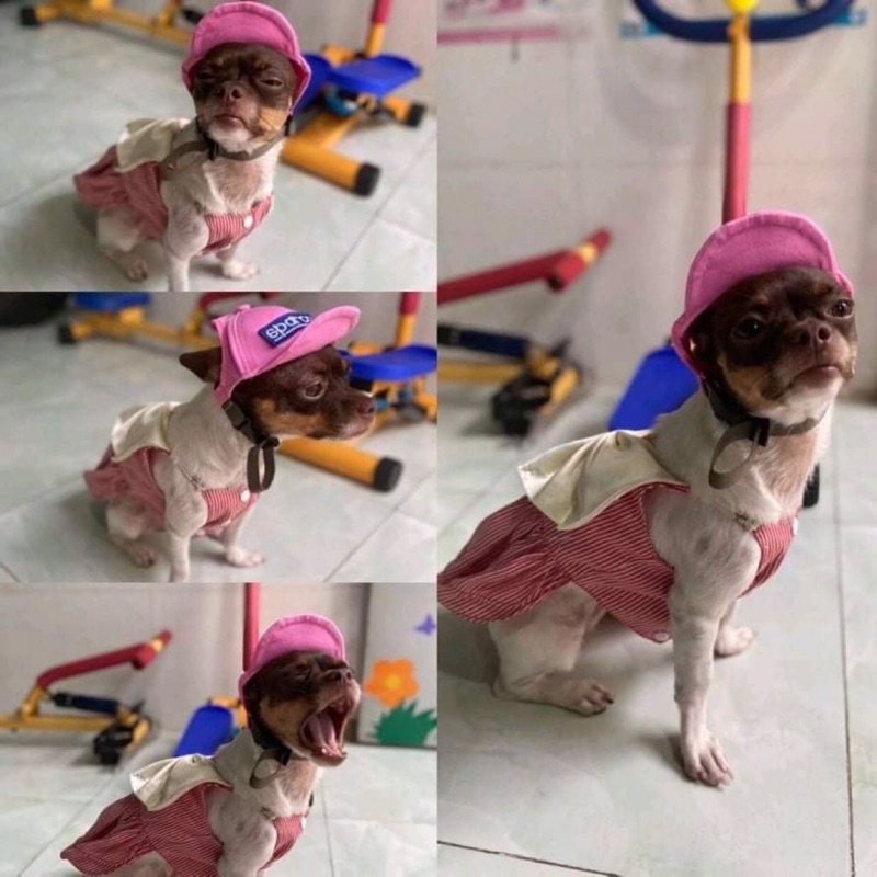 NÓN LƯỚI TRAI THỜI TRANG MÙA HÈ CHO THÚ CƯNG