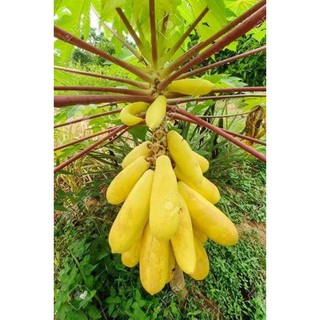 Hạt giống Đu đủ vàng Thái Lan tặng 3 viên nén