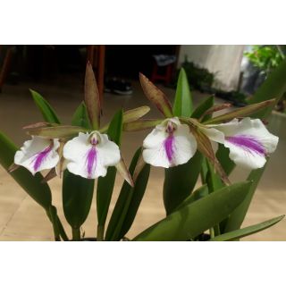 Brassavolacatleya Nodata cây giống gần cho hoa nhiều thân, hoa thơm, màu hoa ngẫu nhiên . Cây bán hình 5