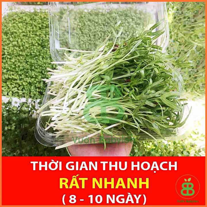 Hạt Giống Mầm Rau Muống  100Gr Nhanh Thu Hoạch