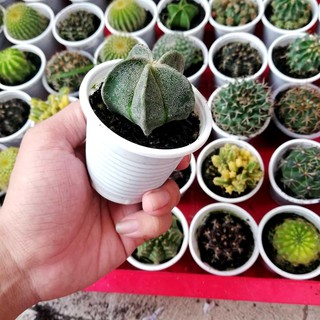 xương rồng Astro sao cao cấp