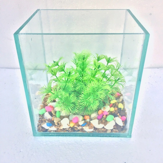 Bể cá mini siêu rẻ