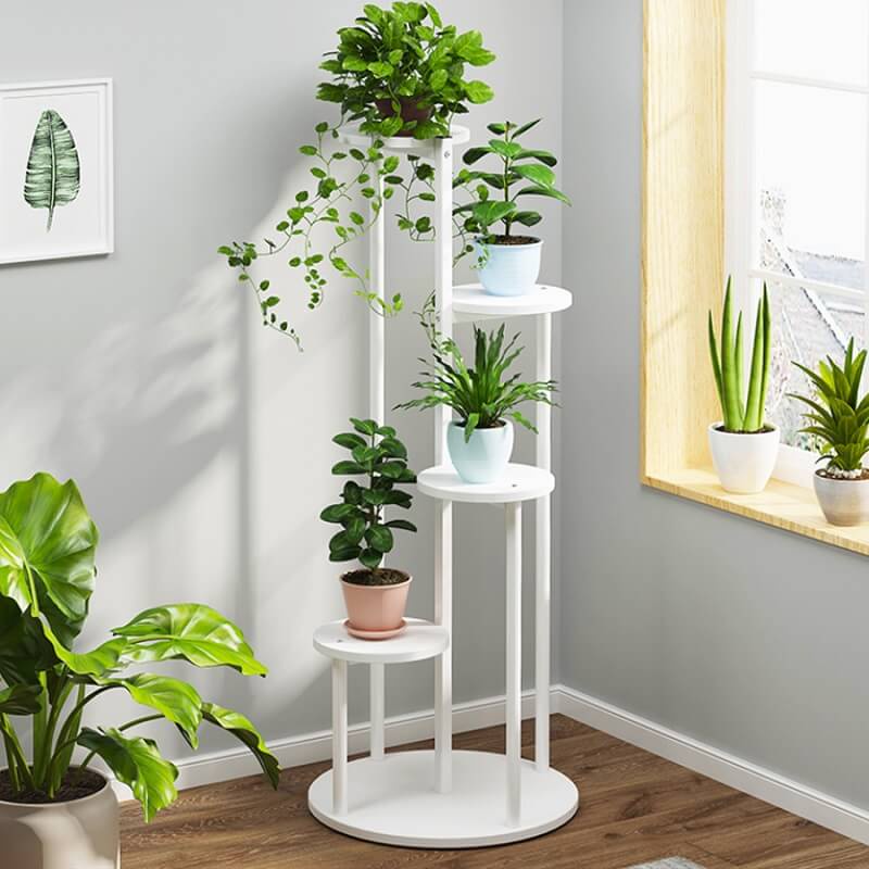 Phân bón cho cây kim tiền, trầu bà, lưỡi hổ, cau cảnh...
