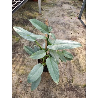 cây kiếm bạc Philodendron Hastatum