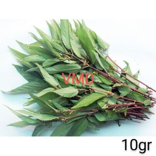 Hạt giống Rau Đay Đỏ