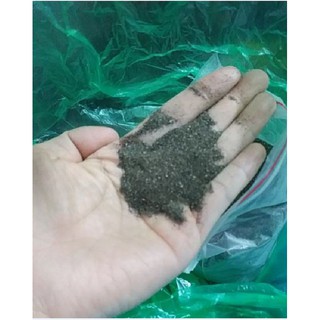 Hạt Giống Cây Nhân Trần ( cây dược liệu )  200 hạt