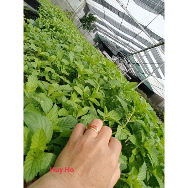 TRÀ TÚI LỌC TÍA TÔ NHÀ LÀM 100% | BigBuy360 - bigbuy360.vn