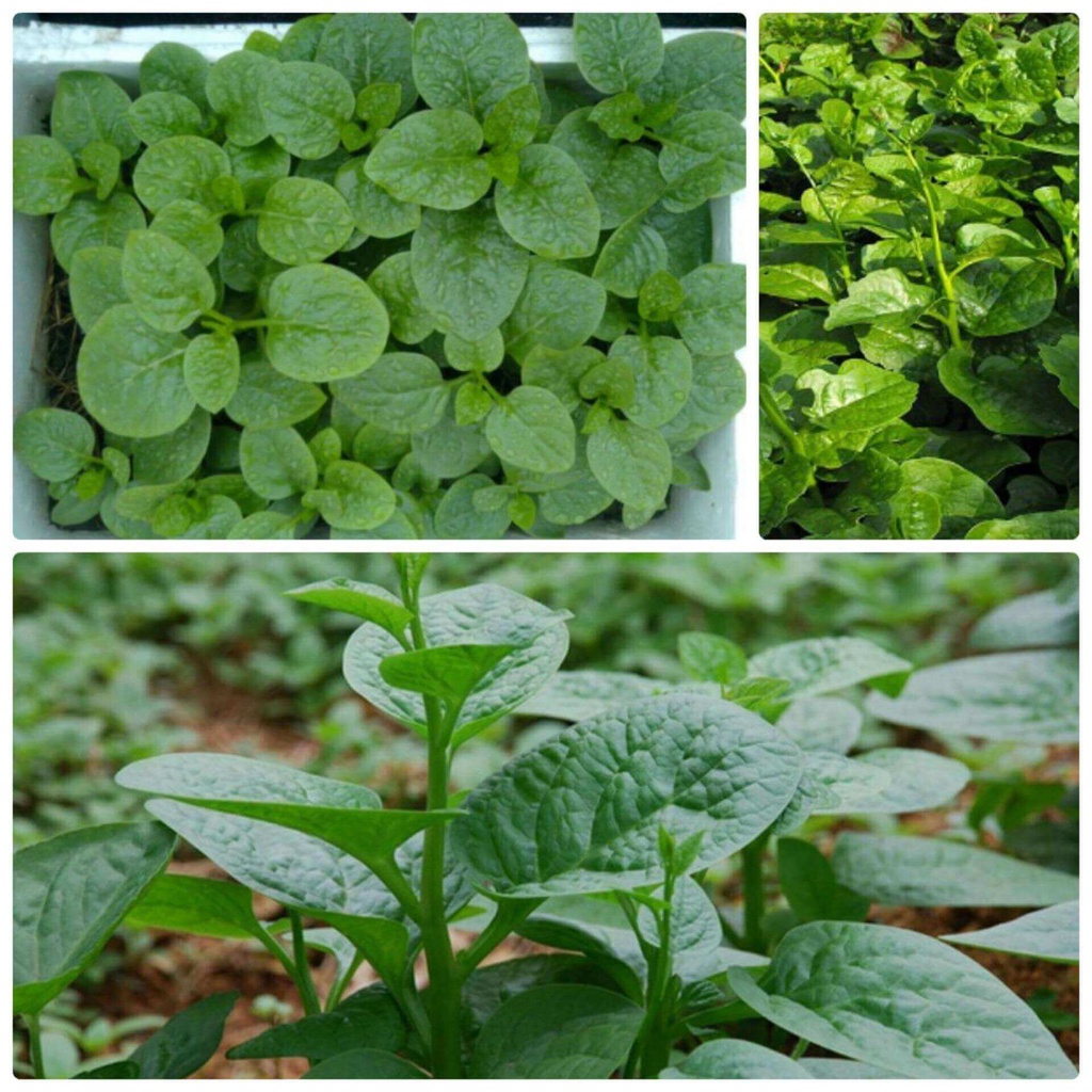 20g Hạt Giống Rau Mồng Tơi: Ngon Ngọt, Lá Tròn To, Dễ Trồng