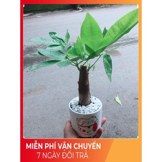 Chậu Kim Ngân 1 Thân (2)