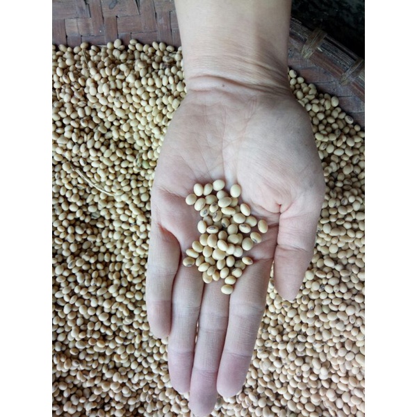 Đậu nành hữu cơ thuần chủng 500gr