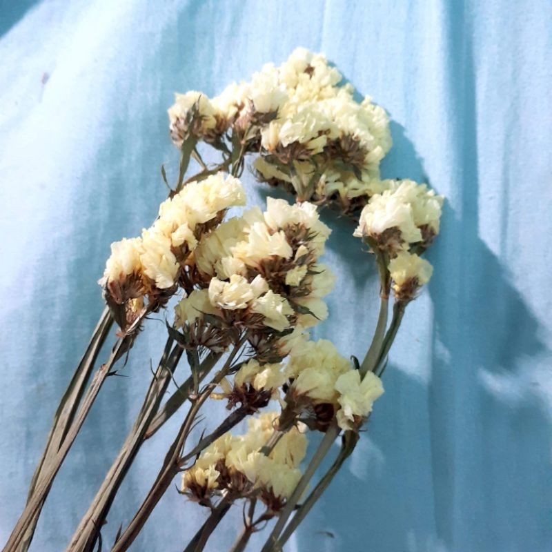 Hoa khô Salem (Statice, lưu ly, olympus) màu tím dùng trong resin, nến, xà phòng, thiệp handmade