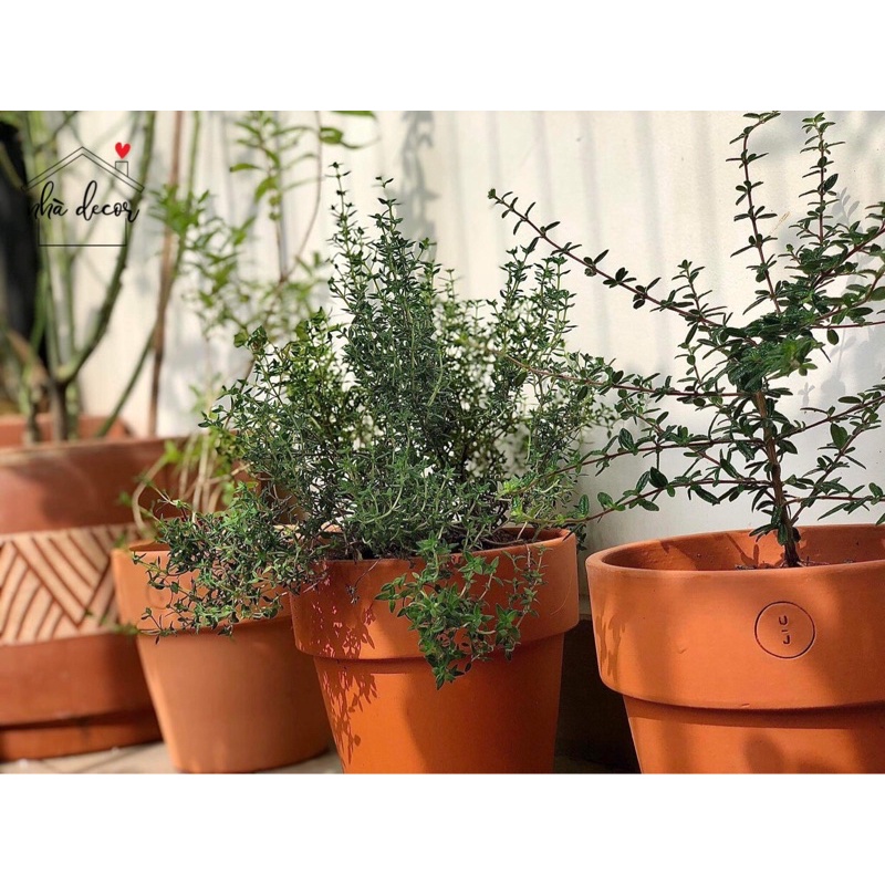 Chậu đất nung ly gờ Nhà Decor size vừa 17cm trồng cây cảnh cây lá kiểng cây sen đá ship 1h lỗi 1 đổi 1